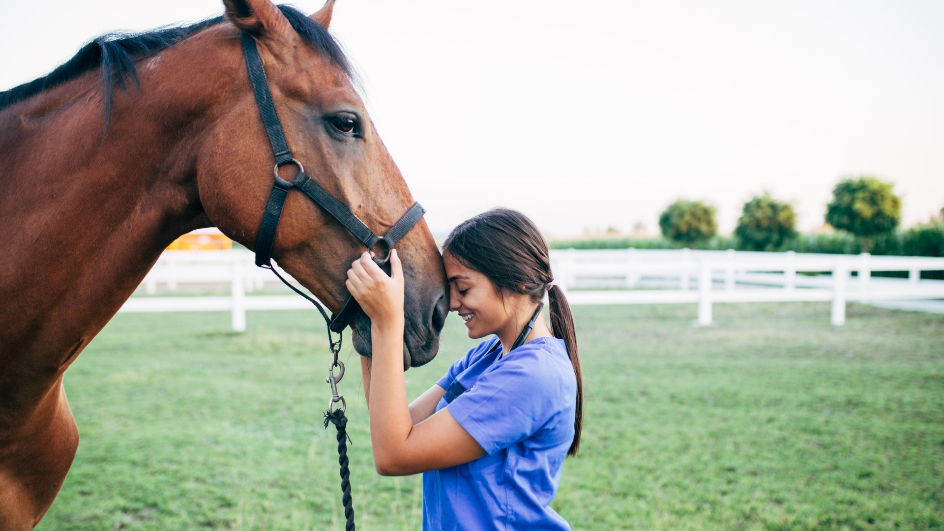 equine